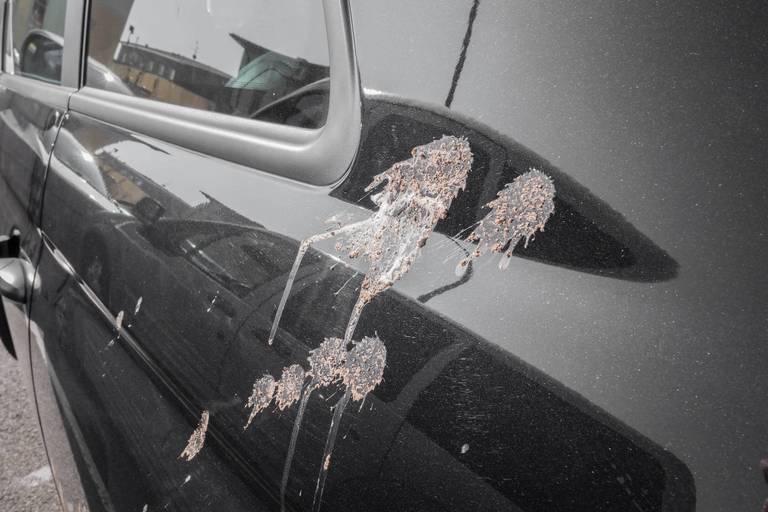 vogelkot am fahrzeug entfernen vogelkot am fahrzeug entfernen