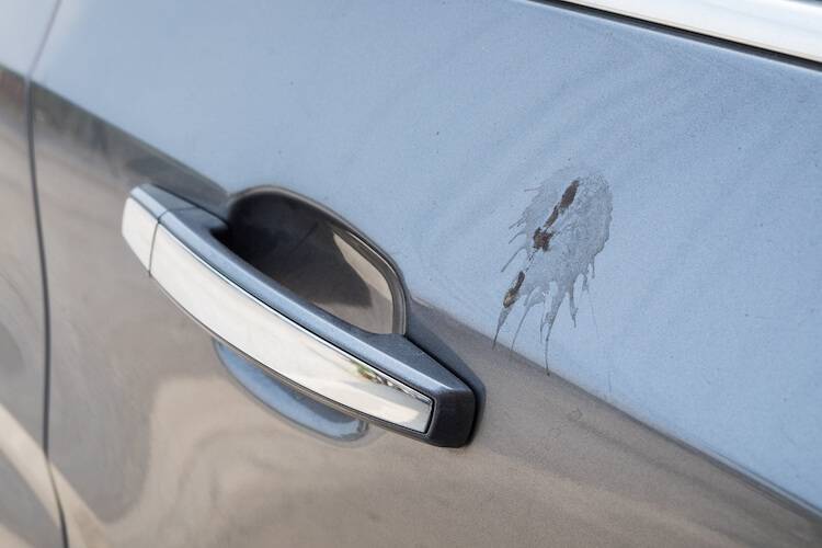 vogelkot vom autolack entfernen vogelkot vom autolack entfernen